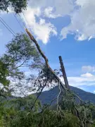 Ventania de 65,8 km/h derruba árvores e rompe cabos em Resende
