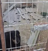 Ventania no Rio derruba telhado de ONG e deixa 100 cães desabrigados em Itaguaí