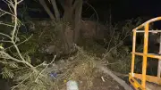 Vento derruba árvore sobre casa em Uruguaiana; saiba como agir em tempo extremo