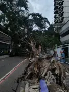 Ventos Fortes Derrubam Árvore sobre Carros em Niterói; Alerta