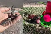 Veterinário relata evolução lenta de beija-flor resgatado no interior de SP