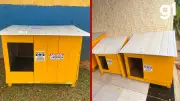 Voluntários constroem abrigos para cães e gatos com material reciclado em MT