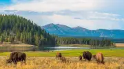 Yellowstone: terremotos, risco vulcânico e ataque de bisão em dias