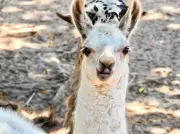 Zoológico e Jardim Botânico de Bauru ampliam horários nas férias de julho