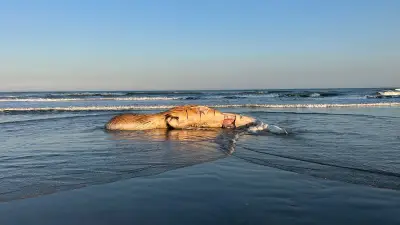 Baleia-jubarte morta encalha em Praia Grande e atrai curiosos