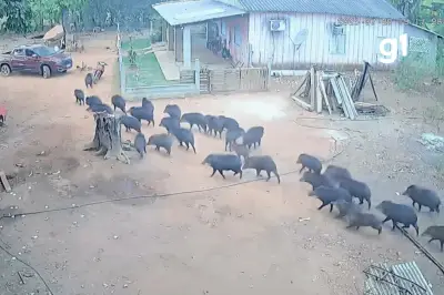 Bando de queixadas invade quintal e assusta moradores em MT