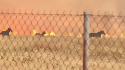 Cavalos fogem de incêndio de grandes proporções na Grécia; veja vídeo