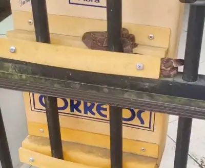 Cobra-dormideira em caixa de correio surpreende moradora em SC
