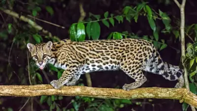 Gatos domésticos transmitem doenças a felinos silvestres, alertam pesquisadores