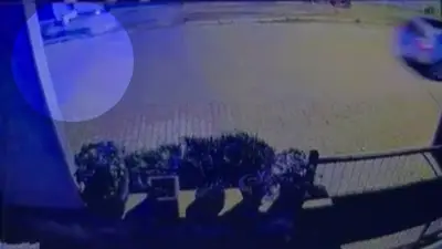 Homem lança rojão contra cães comunitários no RS e é indiciado
