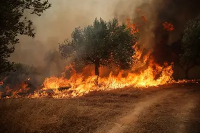 Incêndio na Grécia: 5º dia, ventos reduzem, alerta segue