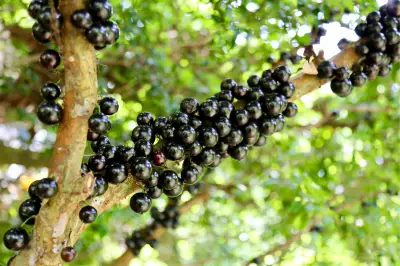 Jabuticaba é eleita a melhor fruta brasileira no ranking mundial