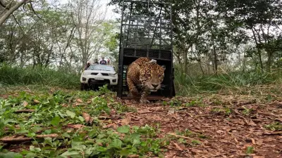 Onça Tape'ỹ volta à natureza após ser capturada em Foz do Iguaçu