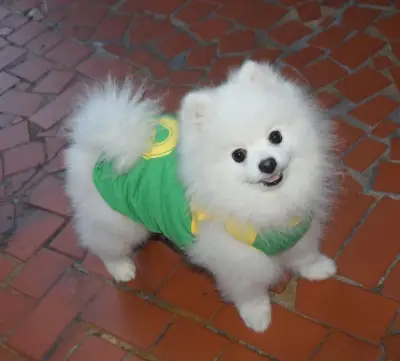 Pang Pang: cão com nome chinês é destaque em Amor animal