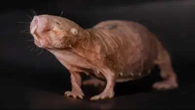 Perfume da rainha: substância mantém ratas-toupeiras inférteis