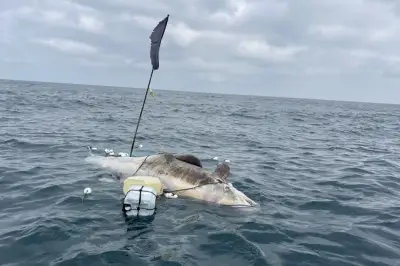 Pseudorca de 4 metros é achada morta com apetrecho de pesca em Ilhabela
