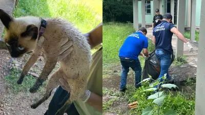 Unifap: estudantes denunciam onda de maus-tratos e mortes de animais no campus