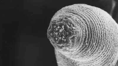 Verme-do-diabo: a vida secreta nas profundezas da Terra
