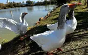 22 aves retornam ao lago do Paço Municipal de Sorocaba após quarentena