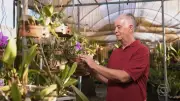 Aposentado transforma paixão por orquídeas em negócio de R$ 70 mil