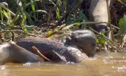 Ariranha devora enorme cachara no Pantanal; veja vídeo