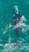 Baleia franca e filhote 'dançam' no Arpoador em flagra raro