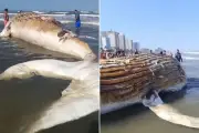 Baleia-jubarte é encontrada morta em praia do litoral de SP
