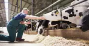 Brasil bate recorde na produção de leite e Agroleite debate saúde das vacas
