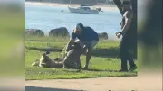 Briga de donos termina com cães lutando em parque nos EUA