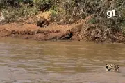 Capivara escapa de onça-pintada em Mato Grosso
