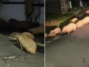 Capivaras 'invadem' ruas em São João da Boa Vista e geram protesto