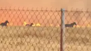 Cavalos fogem de incêndio de grandes proporções na Grécia; veja vídeo