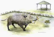 Coelhos em ilha turística do Japão ameaçam ecossistema, diz estudo
