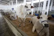 ExpoAgro 2024 em Campos: mais de 700 animais e shows