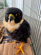 Falcão-cauré ferido é resgatado em Valença, RJ