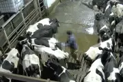Fazenda premiada no Reino Unido é investigada por maus-tratos a vacas