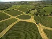 Fábrica da Yamamotoyama em SP produz 300 t de chá verde por ano