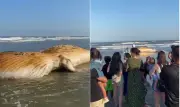 Filhote de baleia encalhado surpreende banhistas em Praia Grande