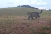 Gato selvagem que matou aves raras é capturado na Nova Zelândia
