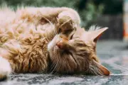 Gatos felizes: 5 dicas de especialista para seu felino