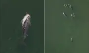 Golfinho carrega filhote morto por dias em luto na Austrália