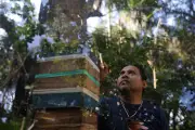 Guardiões Guarani protegem abelhas nativas na Mata Atlântica