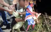 Homem é mordido por jacaré em captura em Malhada dos Bois