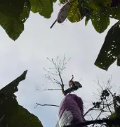 Homem é resgatado ileso de árvore após queda de parapente em SC