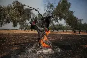 Incêndios e seca ameaçam produção de azeite na Europa