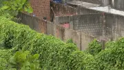 Infestação de cobras assusta moradores de comunidade do Recife