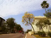 Ipês-amarelos florescem e transformam paisagem de Rio Branco no verão amazônico
