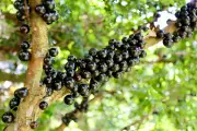 Jabuticaba é eleita a melhor fruta brasileira no ranking mundial