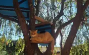 Motorista atropela gato e foge sem socorro em Ribeirão Preto; OAB alerta