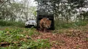 Onça Tape'ỹ volta à natureza após ser capturada em Foz do Iguaçu